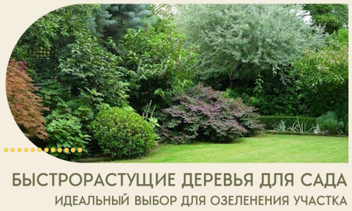 Быстрорастущие деревья для сада идеальный выбор в Лесозаводске