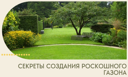 Секреты создания роскошного газона в Лесозаводске